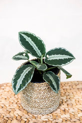 Schismatoglottis sp. type 2